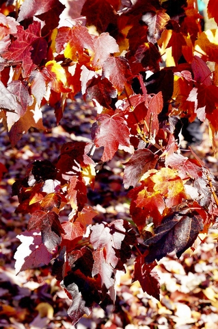 Autumn LeavesPhotography by Judy Hofmeyer